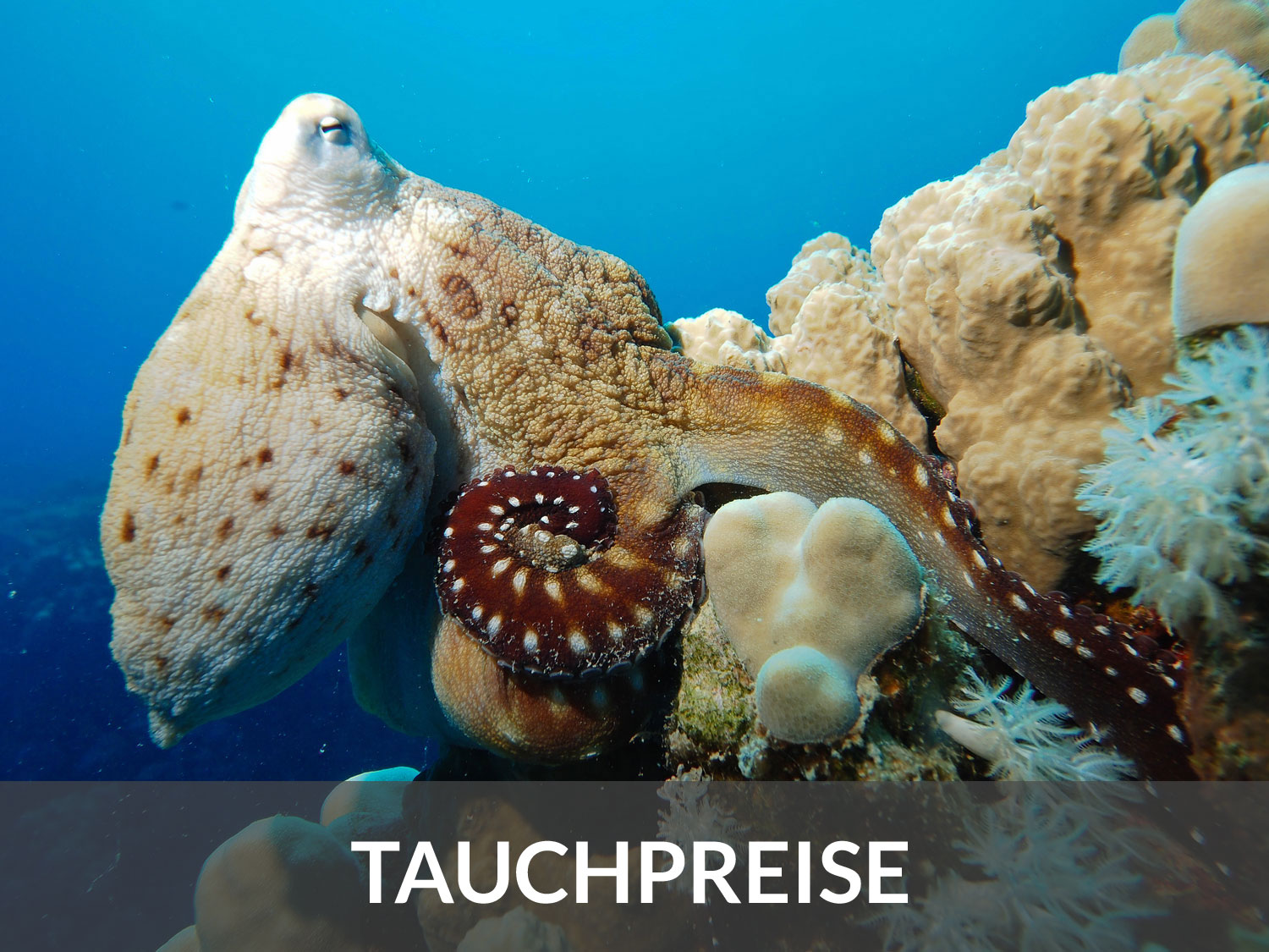 Preise für Tauchgänge Preise für Tauchgänge